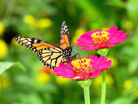 Pics Of Butterflies To Color. Butterflies